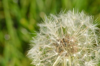 Close-up of dandelion growing outdoors