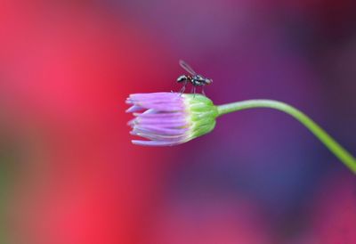 Close-up of insect on pink flower