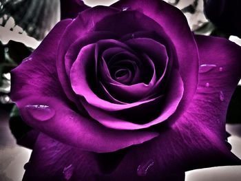 Close-up of pink rose