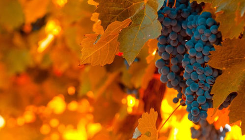 Close-up of grapes growing in vineyard