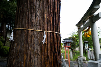 Man hanging by tree against building