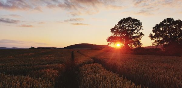 Scenic view of field against sky during sunset