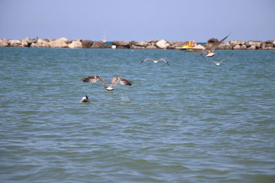 Seagulls flying over sea