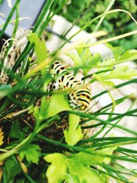 Close-up of bee on plant