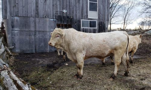 Cow standing in a field