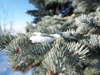 Close-up of pine tree during winter