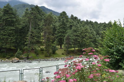 Flowering plants and trees in forest against sky