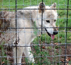 Close-up of dog standing outdoors