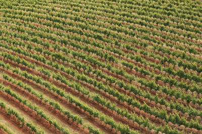 Full frame shot of corn field