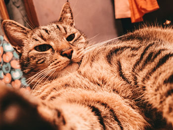 Close-up of cat lying down