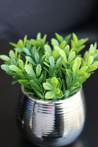 Close-up of potted plant on table