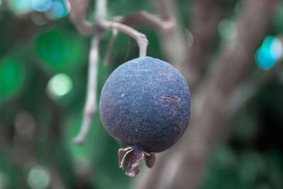 Close-up of strawberry hanging on plant