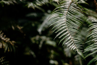 Close-up of fern leaves