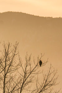 Silhouette birds perching on tree against sky