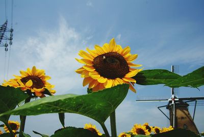 Low angle view of sunflower blooming against sky