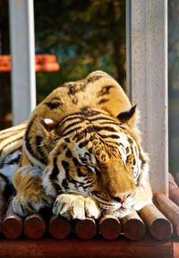 Cat sleeping in a zoo