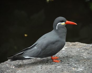 Close-up of bird