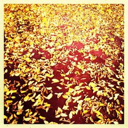 Full frame shot of yellow maple leaves during autumn