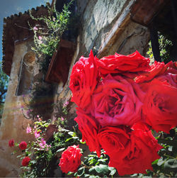 Close-up of red flower