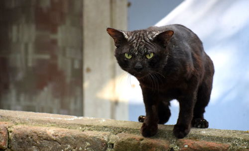 Those piercing eyes of a cat