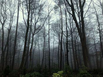 Trees in forest