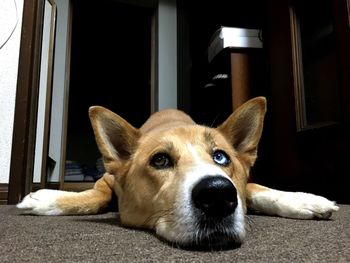 Close-up portrait of dog lying at home