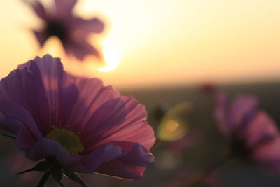 Close-up of flower blooming outdoors