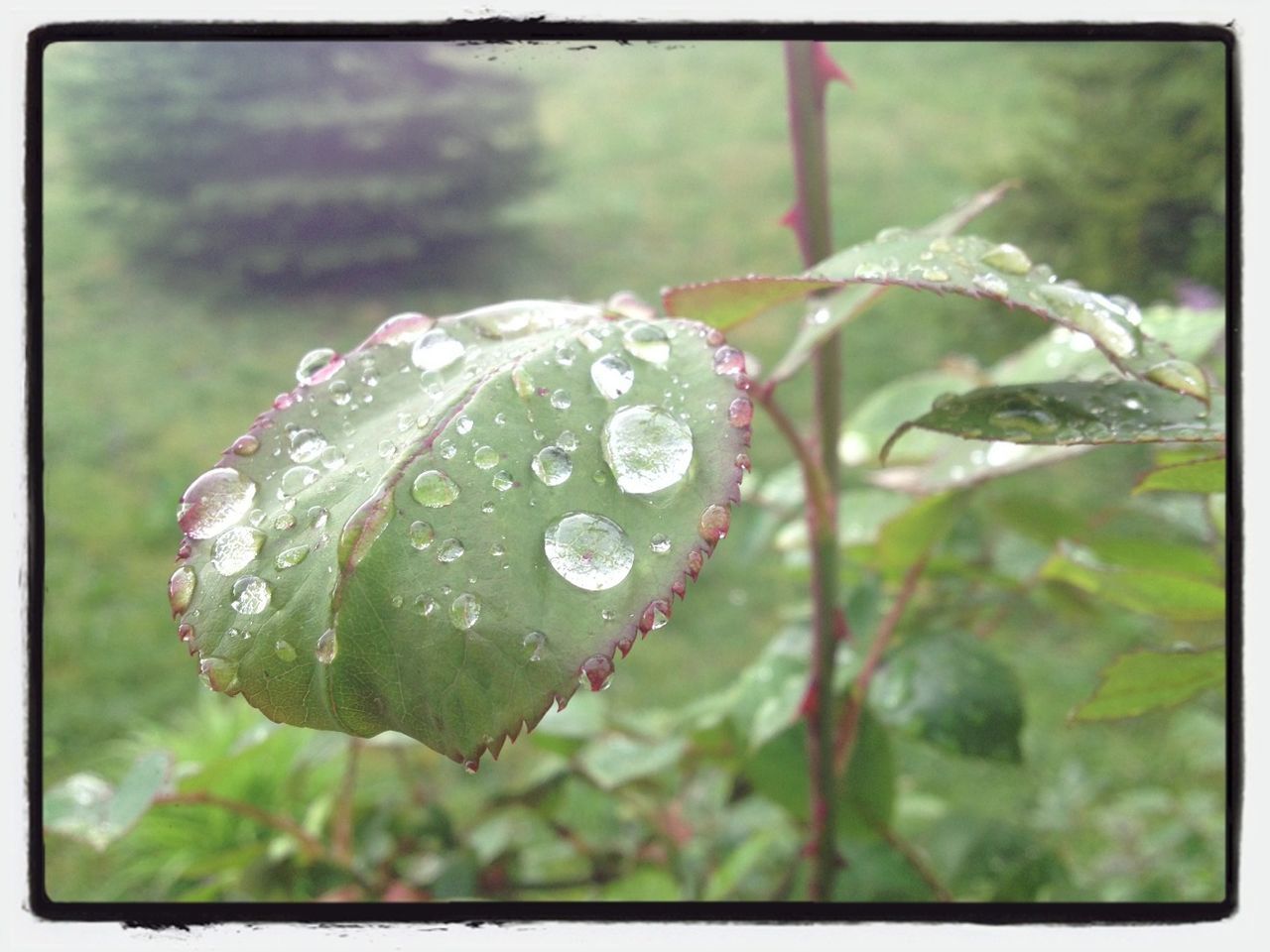 drop, water, wet, freshness, close-up, growth, dew, fragility, focus on foreground, leaf, raindrop, nature, beauty in nature, weather, rain, green color, water drop, plant, droplet, transfer print