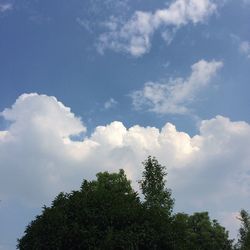 Low angle view of trees against sky