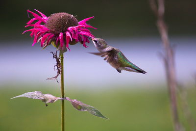 Hummingbird feeding at bee balm flower.