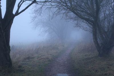 Scenic view of bare trees during foggy weather