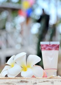 Close-up of white rose on table