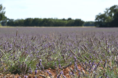 Close-up of lavender growing on field against sky
