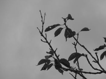 Low angle view of bird perching on tree against sky