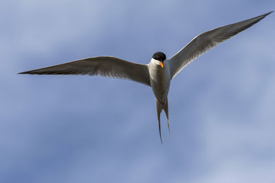 Low angle view of seagull flying
