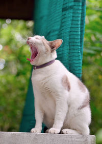 Close-up of cat yawning