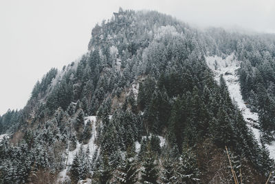 Pine trees on snowcapped mountains against sky