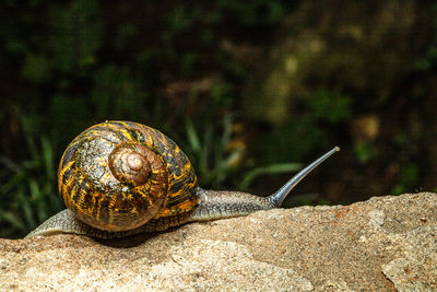 Close-up of snail on rock