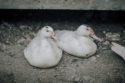 Ducks in a water