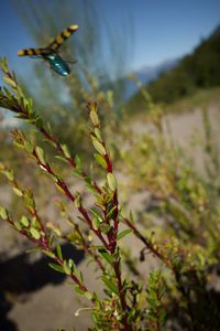 Close-up of flowering plant on field
