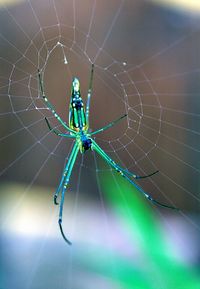 Close-up of spider on web