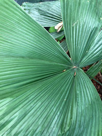 Full frame shot of palm leaves