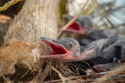 Close-up of bird in nest