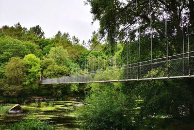 Footbridge over trees in forest