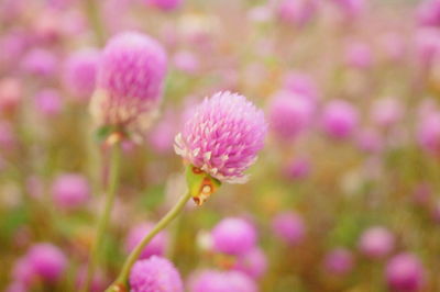 Close-up of pink flowering plant