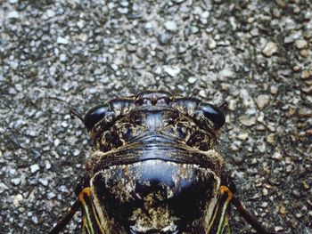 Close-up of insect on rock