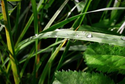 Close-up of wet insect on grass