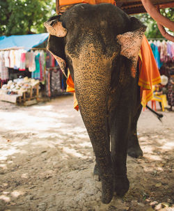 Elephant standing outdoors