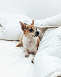 Dog lying down on bed