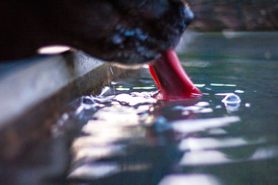 Low section of cat on water